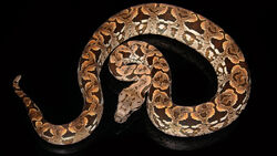 0001645 dumerils boa.jpeg