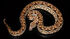 Dumeril's Boa as Cedarpelta