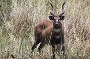 Forest Sitatunga as Parksosaurus