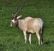 Addax (Addax nasomaculatus)