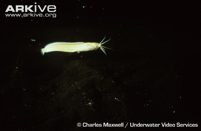 Golden Cave Catfish The Parody Wiki Fandom