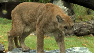 Cincinnati Zoo Cougar