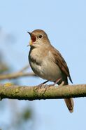 Common Nightingale