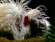 Eyelids.oldfraggle