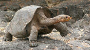 Galapagos-tortoise-large