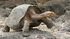 Galapagos-tortoise-large