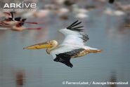 Great-white-pelican-in-flight-over-water