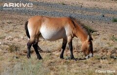 Horse, Przewalski's.jpg