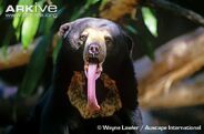 Malayan Sun Bear as Dracoraptor