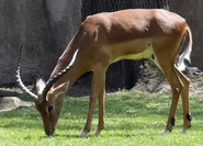 Milwaukee County Zoo Impala.png (1.28 MB) Impala