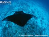 Reef Manta Ray