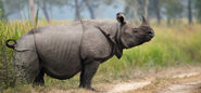 Indian Rhinoceros as Rhyhorn