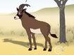 Rileys Adventures Roan Antelope