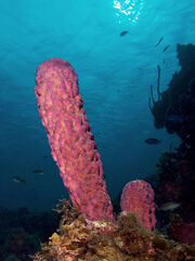 Sea Sponge.jpg