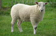 Domestic Sheep as Ovijita
