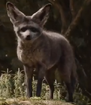 TLK 2019 Fox