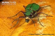 Tiger Beetle.jpg