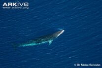 Whale, Antarctic Minke.jpg