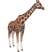 Zoo Tycoon Giraffe