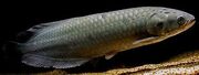 3-African-Arowana-Fish-Live-Freshwater-Aquarium-Heterotis- 1.jpg
