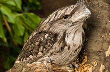 Animals-tawneyfrogmouth-slide2-web.jpg