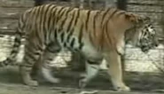 Blank Park Zoo Tiger.png (357 KB)