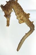 Crowned seahorse