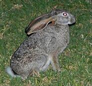 Hare, Scrub