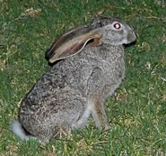 Hare, Scrub.jpg (52 KB) Scrub Hare