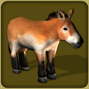 Przewalski's Horse