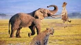 Hyenas Leopards and Elephants.jpg (272 KB)