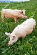 Large White Boar and Sow