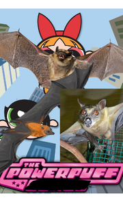 PPBats1998 Poster.png