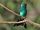 Shining-Green Hummingbird