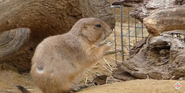 Black-Tailed Prairie Dog