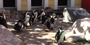 Tampa Lowry Park Zoo Penguins