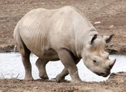 Uganda black rhinoceros (Diceros bicornis ladoensis)