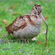 Woodcock, Eurasian.jpg