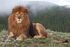 Barbary Lion as Indominus Rex