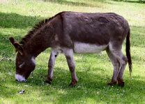 Equus africanus asinus.jpg