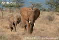 Female-and-young-African-elephant-walking.jpg (89 KB)