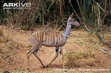 Female-lesser-kudu-walking.jpg