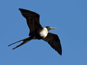 Frigate-Bird-female-3.jpg