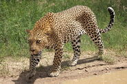 African Leopard as Bob Peterson
