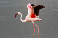 Lesser Flamingo as Donquixote Doflamingo