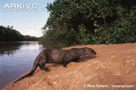 Otter, Giant.jpg