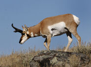 Pronghorn Antelope as Edmontosaurus