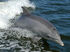 Common Bottlenose Dolphin as Ophthalmosaurus