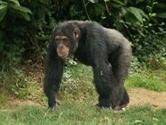 Common Chimpanzee as Rusty