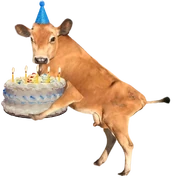 Birthday Cow